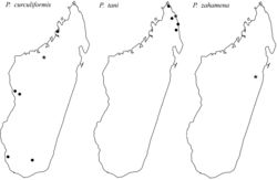 Figure 6. Geographic distribution maps of Madagascar for Probolomyrmex curculiformis, Probolomyrmex tani, and Probolomyrmex zahamena. Star symbols represent type localities while circles represent non-type localities.