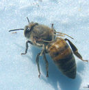 Dwv honey bee.jpg