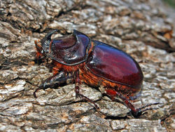 Nashornkäfer: Männchen - Hectonichus, CC BY-SA 3.0