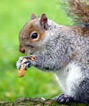 Eastern Gray Squirrel peanut.jpg