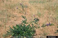 Echium plantagineum IPM5374616.jpg