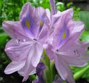 Eichhornia crassipes-Cenote-flower-closeup.jpg