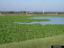 Eichhornia crassipes IPM5400406.jpg