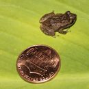 Eleutherodactylus coqui Wikimedia cropped.jpg