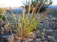 Elymus elymoides 001 — Matt Lavin.jpg