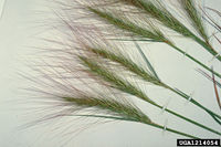 Elymus elymoides IPM1214054.jpg