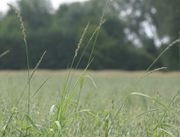 Die Quecke ragt meistens über den Getreidebestand hinaus (Bild: W. Wohlers, JKI)