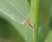 Das Blatthäutchen ist kaum vorhanden, während die Blattöhrchen gut erkennbar sind, häufig rötlich gefärbt (Bild: W. Wohlers, JKI)