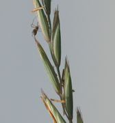 Manchmal haben die Ährchen lang begrannte Deckspelzen. Die Granne kann bis zu 1 cm lang sein. Es handelt sich um Elymus repens var. aristatum. (Bild: W. Wohlers, JKI)