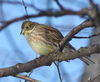 Emberiza Citrinella Oulu 20120303.JPG