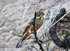 Emberiza hortulana cropped.jpg