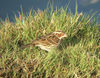 Emberiza pusilla Harrington Burn 2.jpg