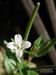 Epilobium-parviflorum Biel-1 BIB.jpg