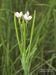 Epilobium-parviflorum Schoenfelder BIB.jpg