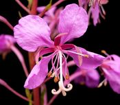 Epilobium angustifolium 04 ies.jpg