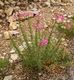 Epilobium dodonaei, Habitus