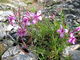 Epilobium fleischeri, Habitus