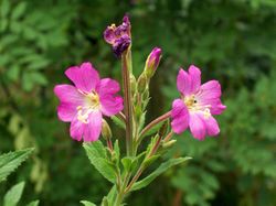 Zottiges Weidenröschen: Blüte – AnemoneProjectors, CC BY-SA 2.0
