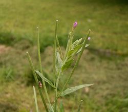 Berg-Weidenröschen: Pflanze – Frank Vincentz-, CC BY-SA 3.0