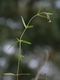 Epilobium palustre