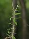 Epilobium parviflorum, Habitus