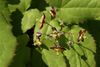 Epimedium alpinum