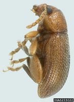 Epitrix hirtipennis IPM5205022.jpg