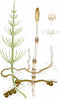 Bildtafel Ackerschachtelhalm: Abb. 1. Wurzelstock mit Knollen. Fig. 2. Fruchtbare Triebe. Fig. 3. unfruchtbaren Triebe. Fig. 4. Sporangien-Tragplatte (schwach vergrößert). Abb.5. Spore (stark vergrößert).