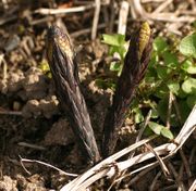 Die Triebe im frühen Frühjahr ähneln einem Pferdeschwanz. (Bild: W. Wohlers, JKI)