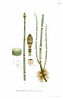 Bildtafel Winter-Schachtelhalm: Fig. 1. Unterer Teil des Stängels mit zwei Ästen und einem Stück Wurzelstock. Fig. 2. Obere Hälfte eines Sprosses mit Blattscheiden und Sporenständer. Fig. 3. Stück eines Stängels im Querschnitt (6/1). Fig. 4. Sporenständer (2/1). Fig. 5. Ein Blatt mit Sporenträger (leicht vergrößert). Fig. 6. Spore (stark vergrößert).