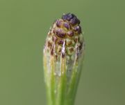 Die obersten Schuppen des Zapfens sind schwarz. (Bild: W. Wohlers, JKI)