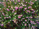 Erica carnea, Habitus mit Blüten