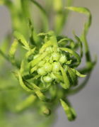 Die langen, schmalen Blätter wölben sich anfangs meistens schützend über die Knospen. (Bild: W. Wohlers)