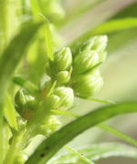 Die Knospen haben alle ein Vorblatt. Zwei kleine Blattläuse. (Bild: W. Wohlers)