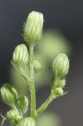 Die erst runden Knospen werden länger und größer. (Bild: W. Wohlers, JKI)