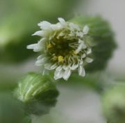 Der Blütenkorb hat sich geöffnet. Die äußeren Blütchen sind Zungenblüten. (Bild: W. Wohlers, JKI)