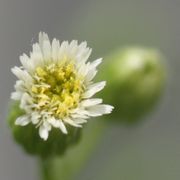 Die Zungenblüten sind weiß, ebenso deren zweiästigen Narben. Pollen produzieren sie nicht. (Bild: W. Wohlers, JKI)