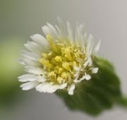 Die inneren Scheibenblüten sind hellgelb, aus der Antherenröhre schiebt sich die hellgelbe Narbe und dabei den gelben Pollen. (Bild: W. Wohlers, JKI)