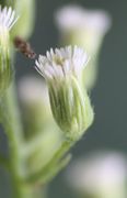 Die Blüten sind ca 15 mm lang. Zwischen den weißen Zungenblüten ragen die gelben Narben heraus. (Bild: W. Wohlers, JKI)