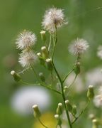 Die obersten Samenkörbe sind zuerst reif und öffnen sich, sie haben ja auch als erste geblüht. (Bild: W. Wohlers, JKI)