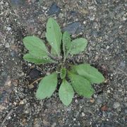 Das Kanadische Berufkraut keimt häufig im Spätsommer und bildet eine Rosette. (Bild: W. Wohlers, JKI)