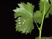 Colomerus vitis an den Blättern der Weinrebe, Blattunterseite. (Foto: Markus Weiss)