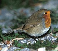 Robin (Erithacus rubecula)