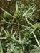 Eryngium-campestre Biel-1 BIB.jpg