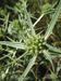 Eryngium-campestre Biel-2 BIB.jpg