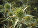 Eryngium campestre JuliaKruse.jpg