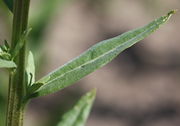 Im unteren Stängelbereich entwickeln sich die Seitentriebe meistens nicht bis zur Blüte. (Bild: W. Wohlers, JKI)