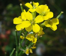 Blüten – Fornax, CC BY-SA 3.0