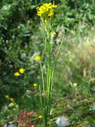 Ruten-Schöterich: Pflanze – Fornax, CC BY-SA 3.0