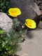 Eschscholzia californica